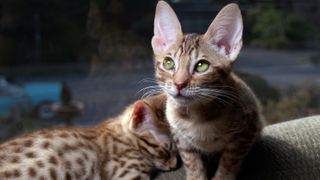Two Occicat kittens