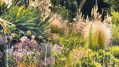 low maintenance garden border ideas – drought tolerant grasses and yucca