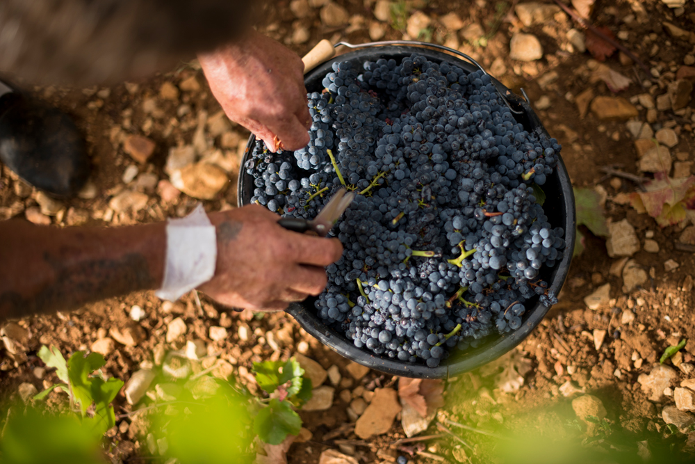Burgundy 2022 harvest Corton
