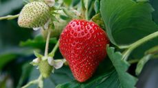 Close-up of a ripe red strawberry ready for picking off the plant