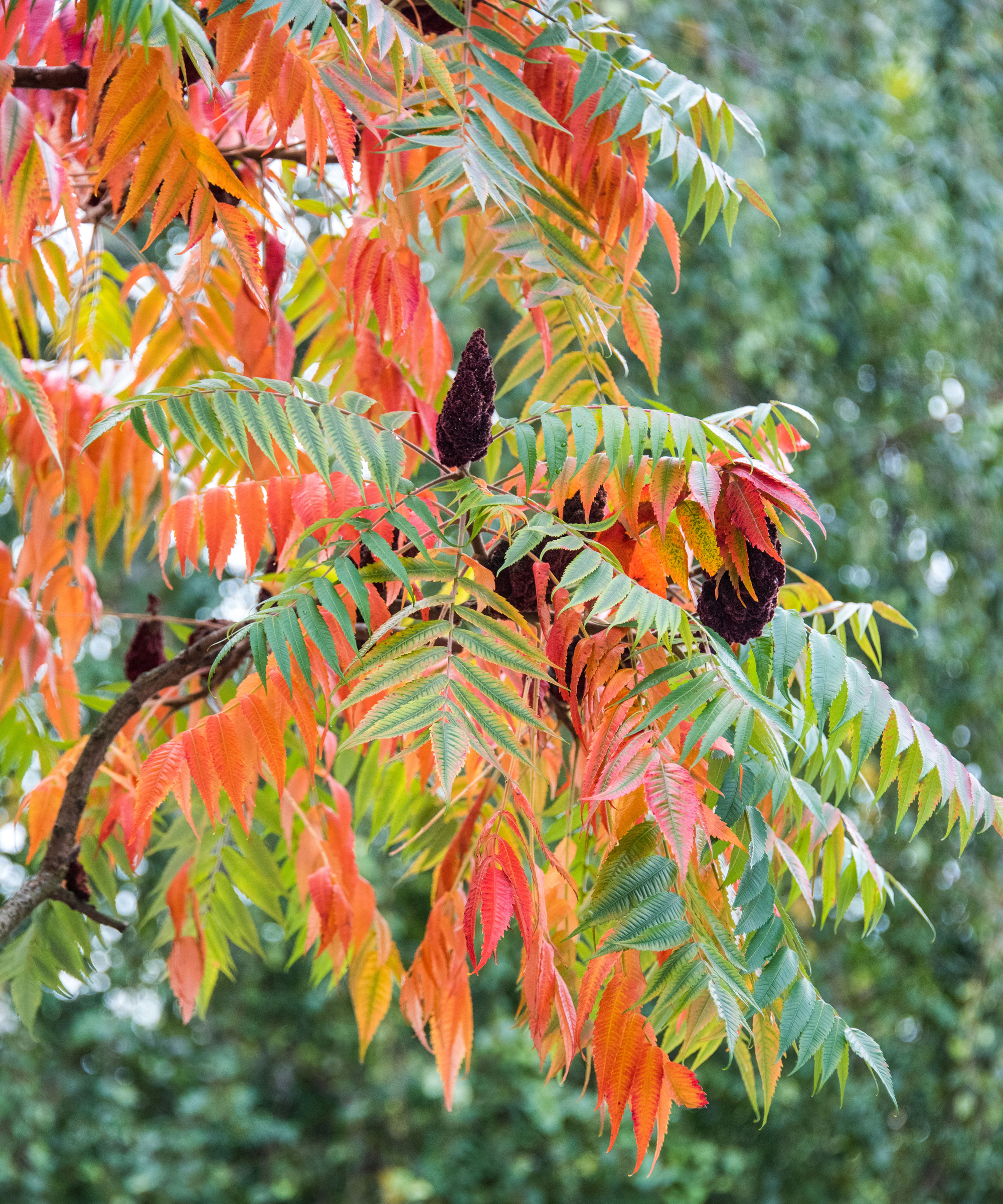 Green and orange foliage of the staghorn sumac tree