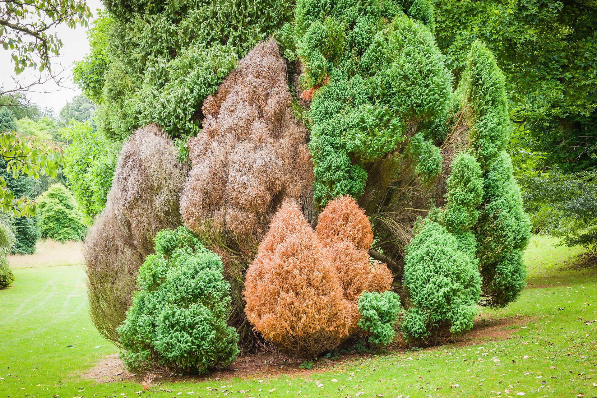 Why do conifers go brown? Tips for avoiding the problem Homes & Gardens