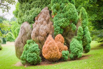 Conifers gone brown
