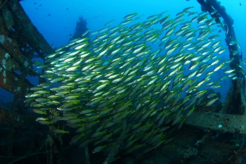 School of fish swimming in blue water 