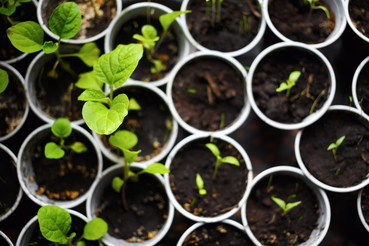 Individual Sprouting Seedlings