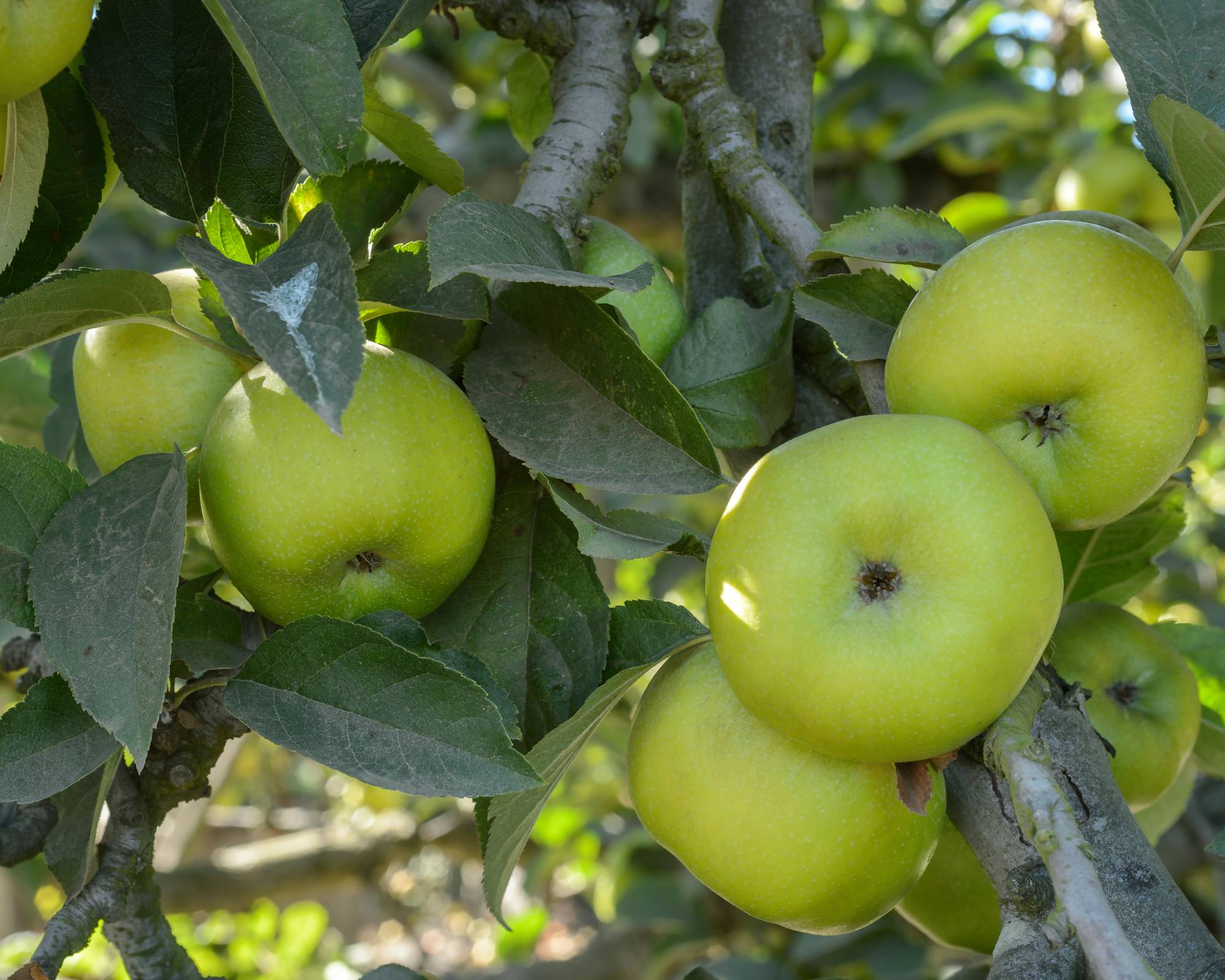 Newtown Pippin or Albemarle Pippin heirloom apple