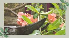 close up of a pair of secateurs taking a softwood cutting