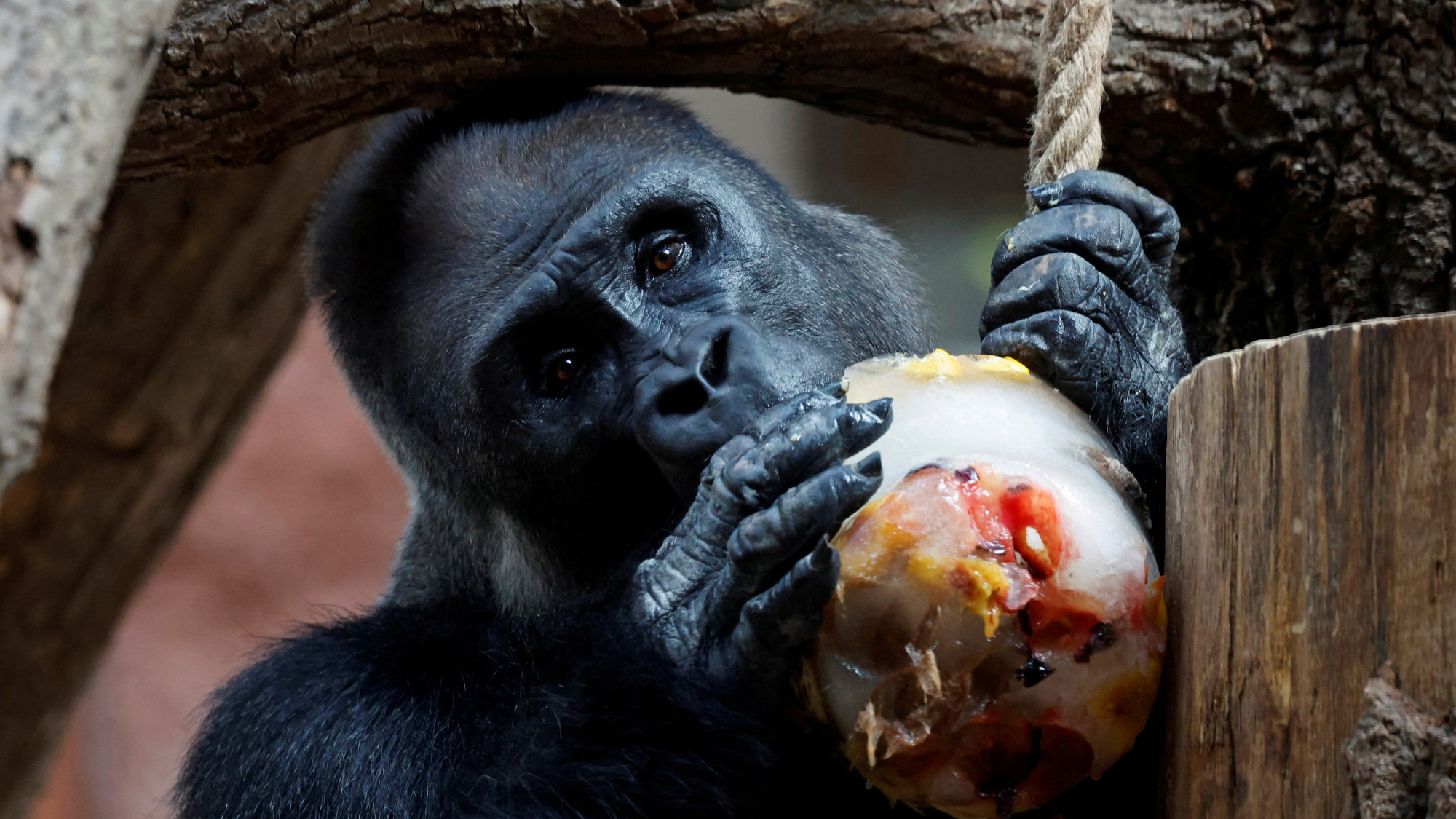 A gorilla