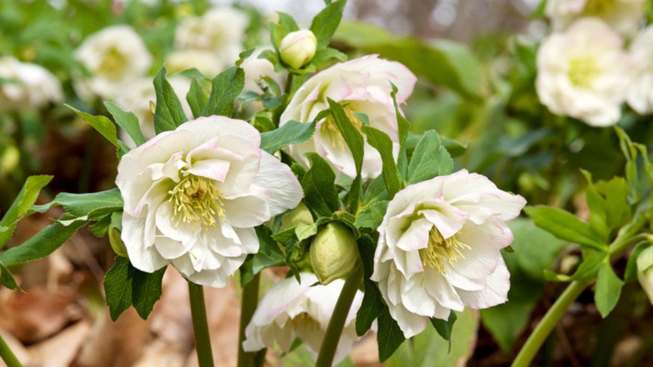 White Hellebores