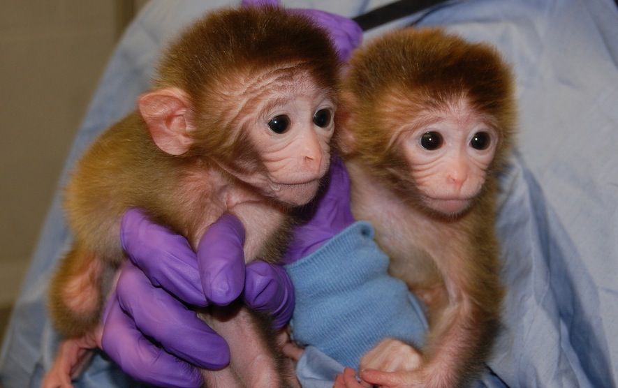 Roku and Hex, the first chimeric monkeys.