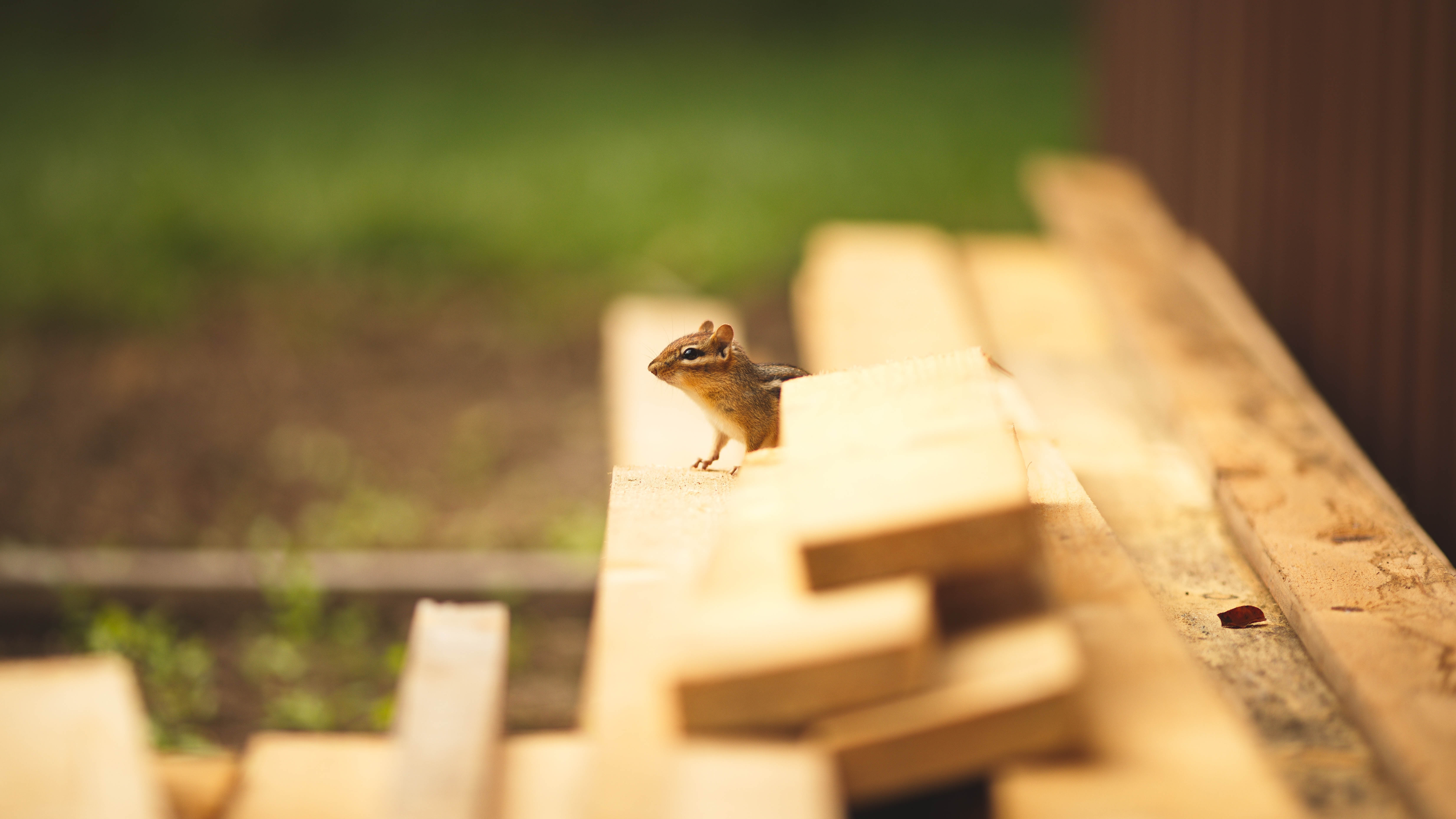 A chipmunk hiding in a pile of wooden planks