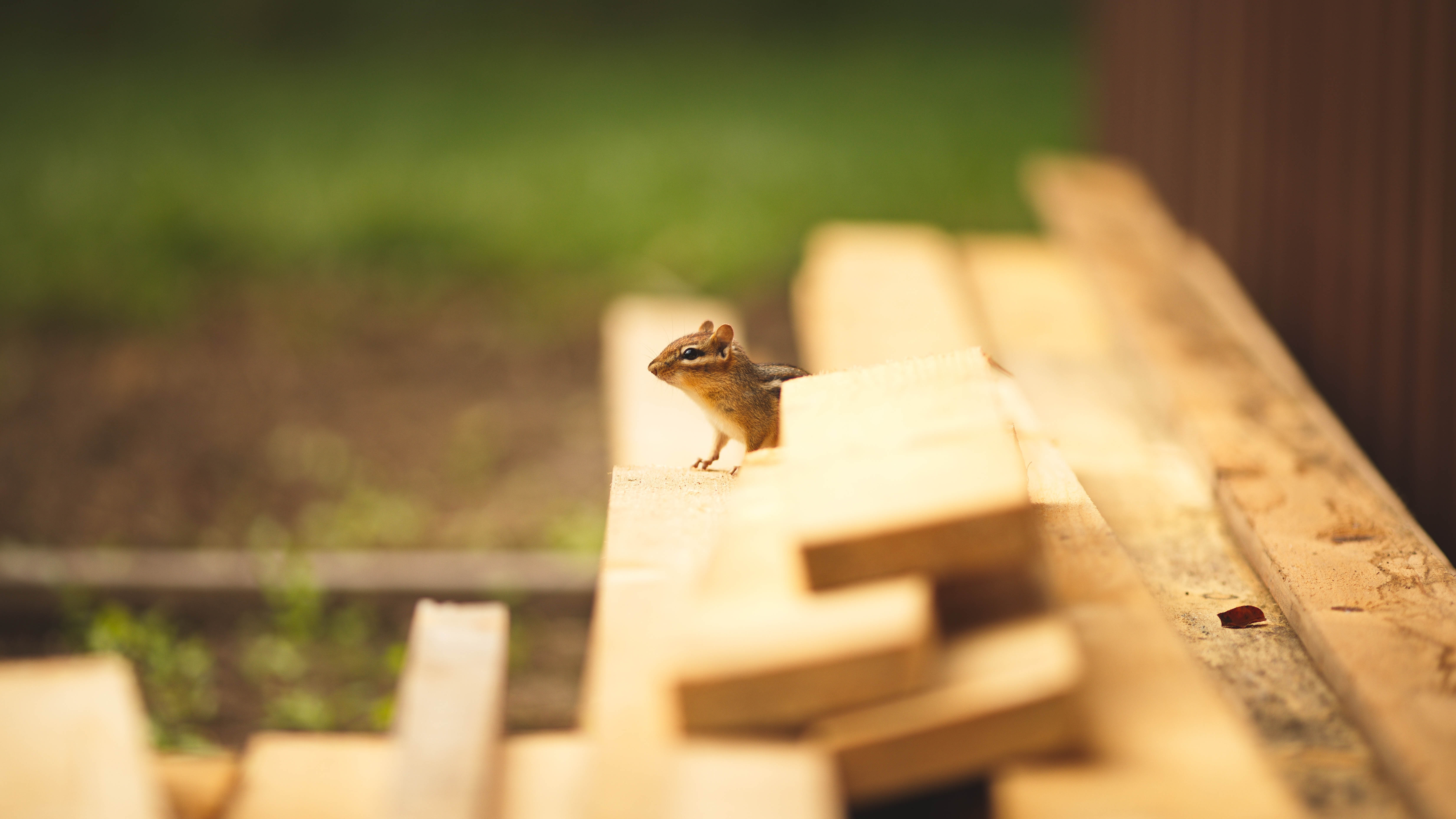 Squirrel hiding in a pile of planks