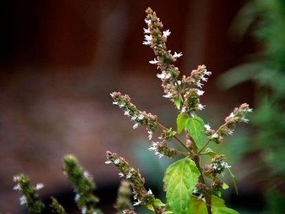 Patchouli Herb Plant