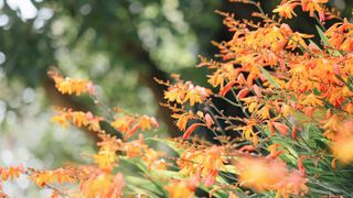 crocosmia in garden