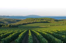 Leonardo Raspini joins Tenuta Argentiera