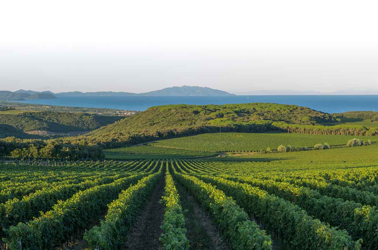 Leonardo Raspini joins Tenuta Argentiera