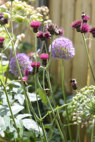 how to plant allium bulbs: add to mixed borders
