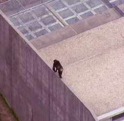 Watch 7 smart chimpanzees escape their pen using a tree branch