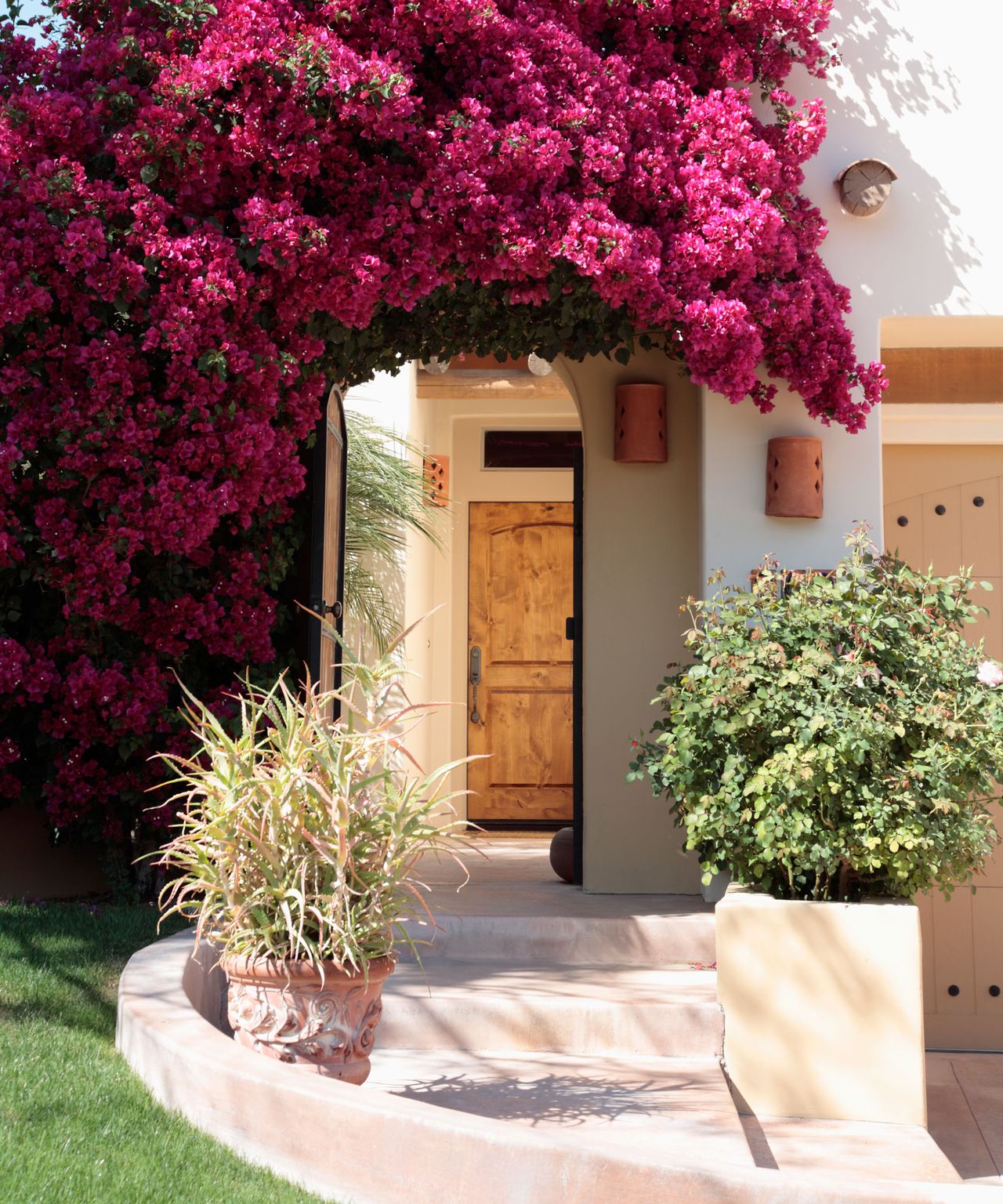 How to prune bougainvillea: tips from the experts | Homes & Gardens