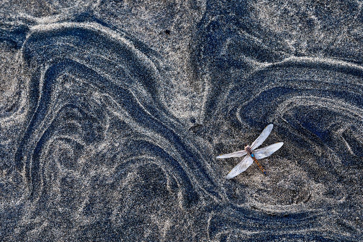A winning image from the GDT Nature Photographer of the Year