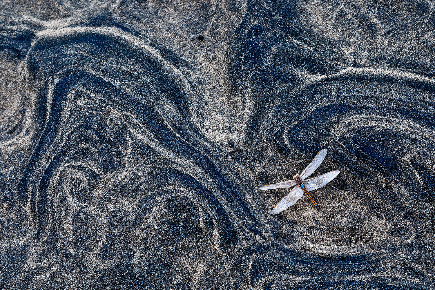 A winning image from the GDT Nature Photographer of the Year