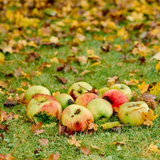 Close up of fallen apples and autumn leaves on a lawn.