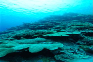 Twilight Coral Reef