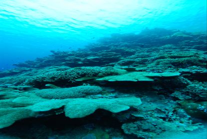 Twilight Coral Reef