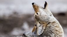 A side view picture of a coyote howling.