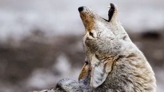 A side view picture of a coyote howling.