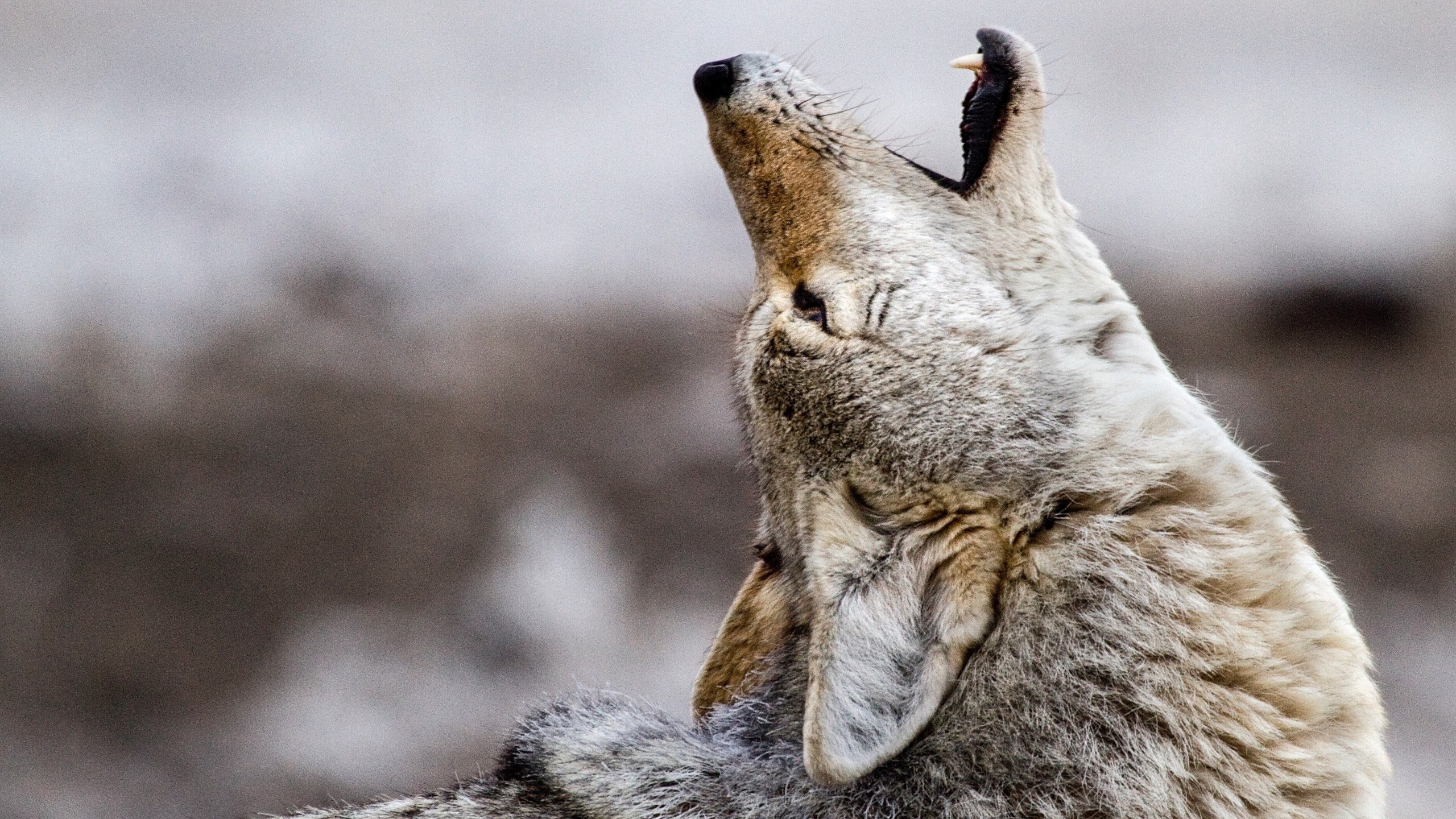 Coyotes: Facts about the wily members of the Canidae family | Live