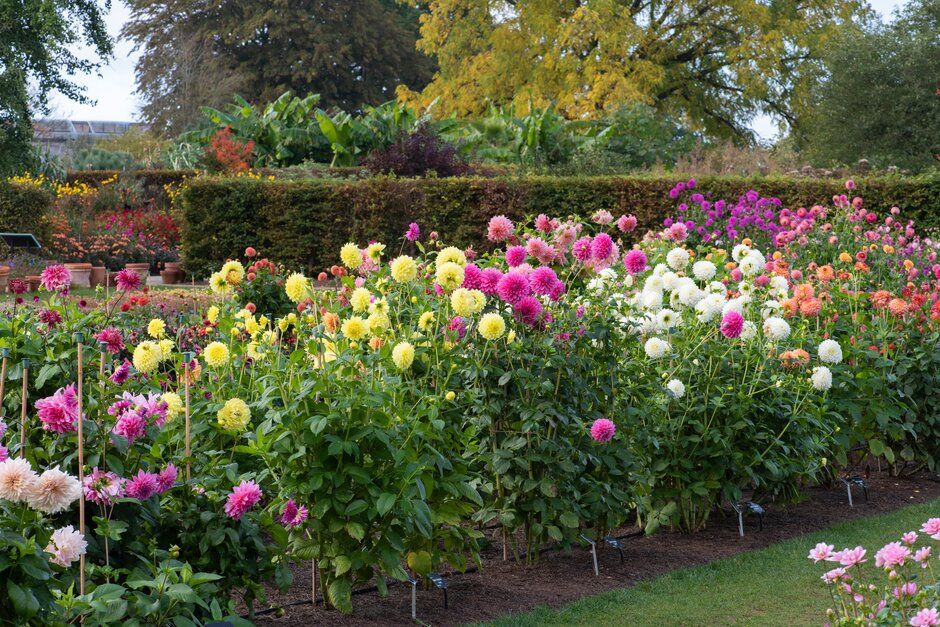 Dahlia Plant Trial 2021, in the New Trials Field, RHS Wisley Garden