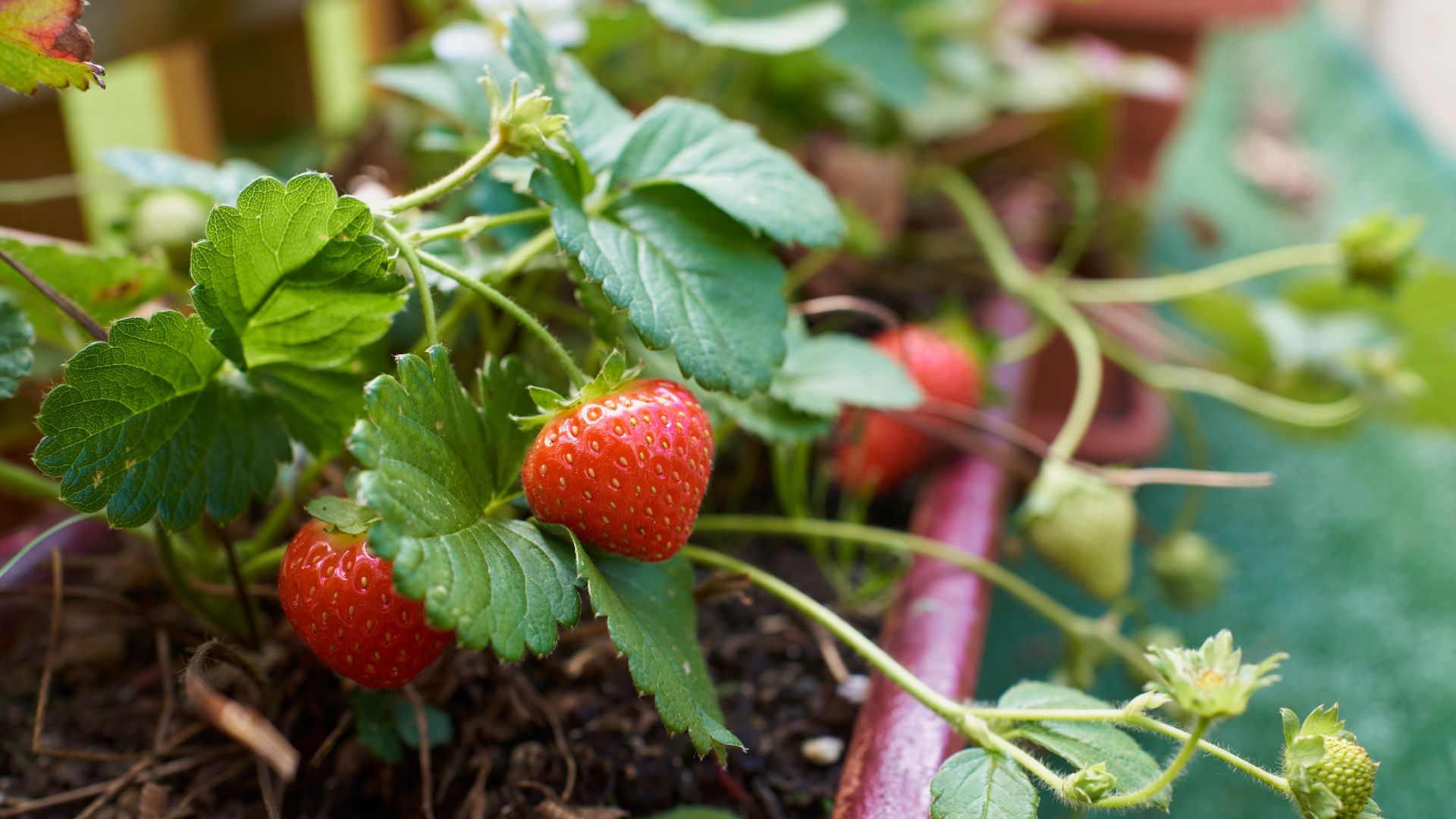 picture of strawberry plants in a terracotta pot