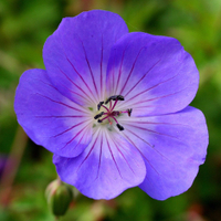 Geranium&nbsp;Rozanne&nbsp;at Waitrose Garden