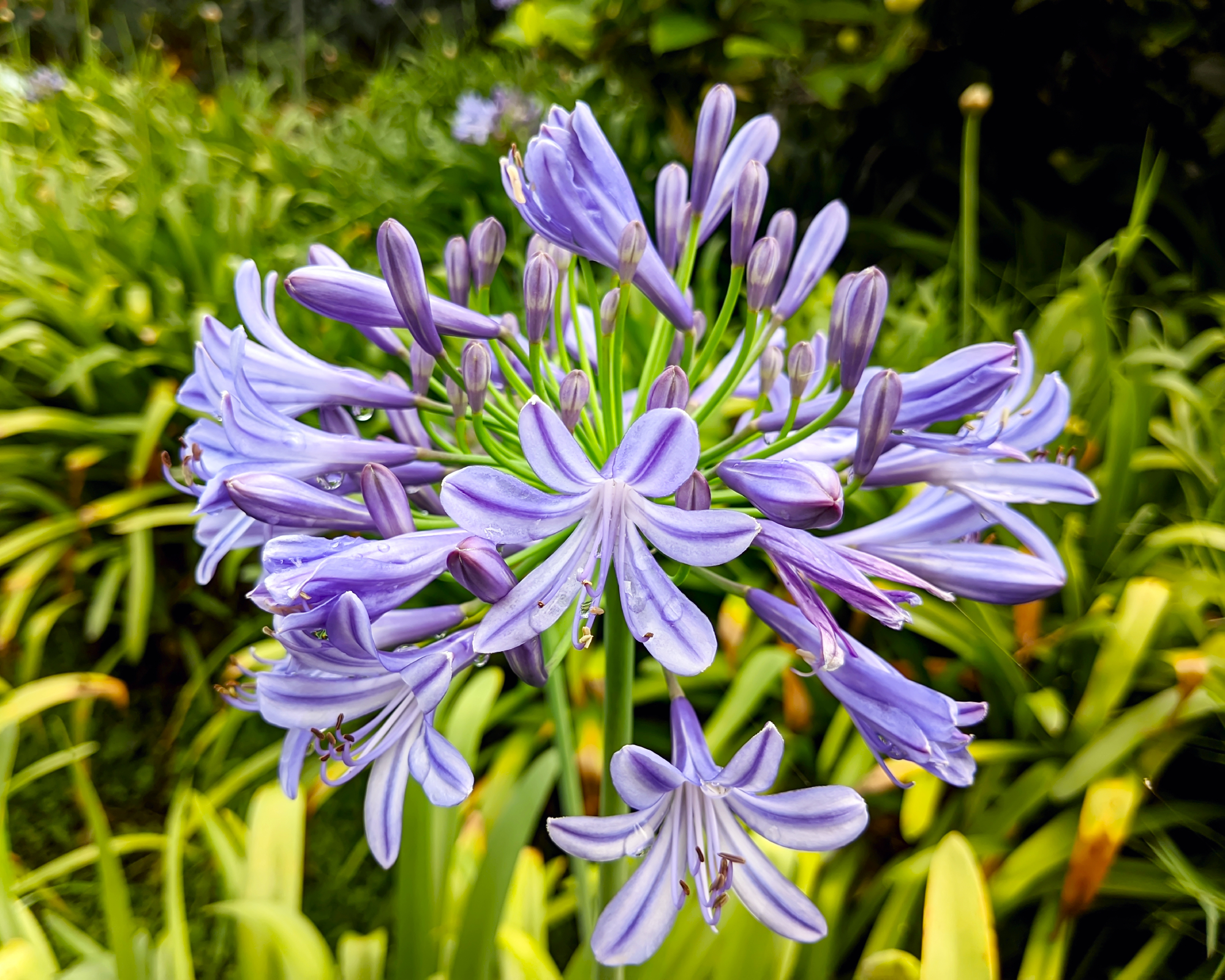 Purple agapanthus flower