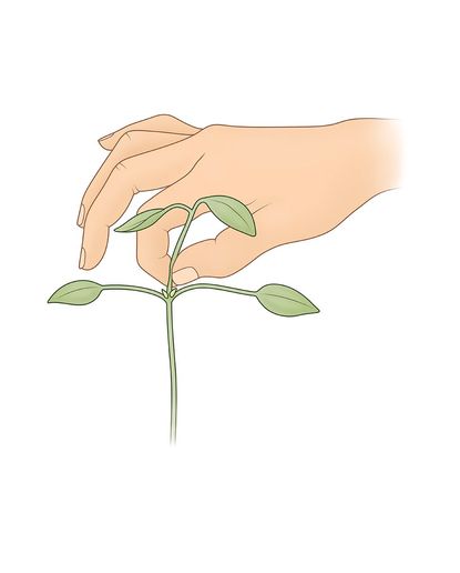 Illistrated Image Of A Hand Pinching A Plant