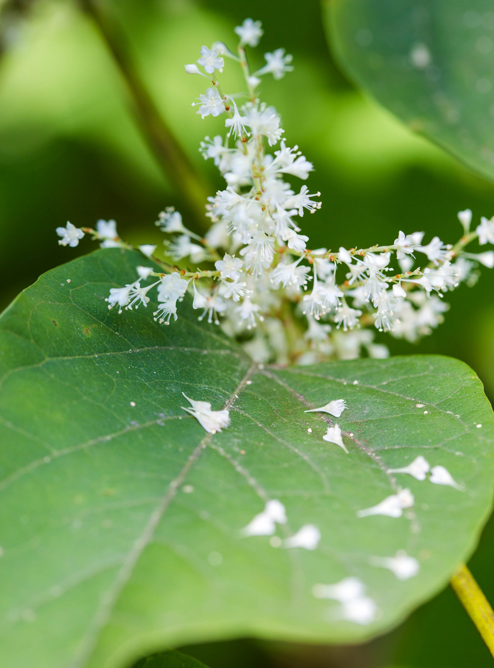 woody plant