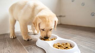 A low angle view of a cute adorable 7 week old yellow Labrador Retriever puppy eating from a dog dish containing the best puppy food that is sitting on hardwood floor with a white colored wall in the background