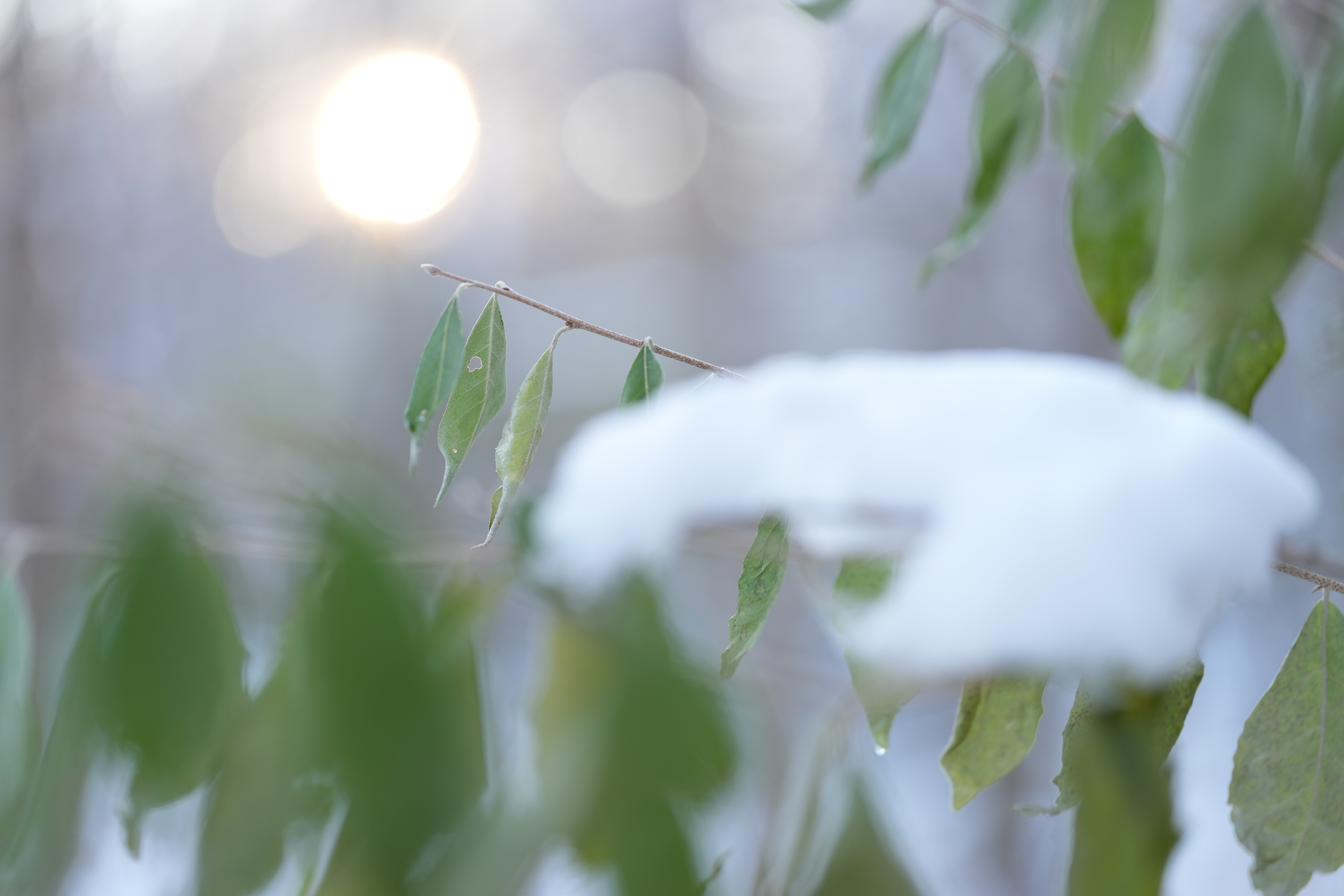 A snowy fall photograph taken with the Sony FE 100mm f/2.8 Macro GM OSS