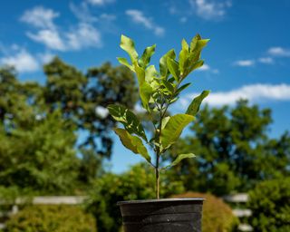 Young sapling of pecan tree, pecan seedling planted in nursery pot