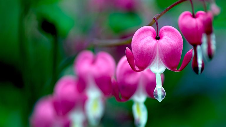When to cut back bleeding hearts: prepare dicentra for winter