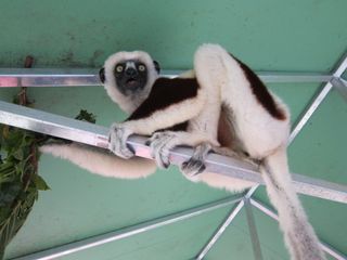 Sifaka lemur at Duke