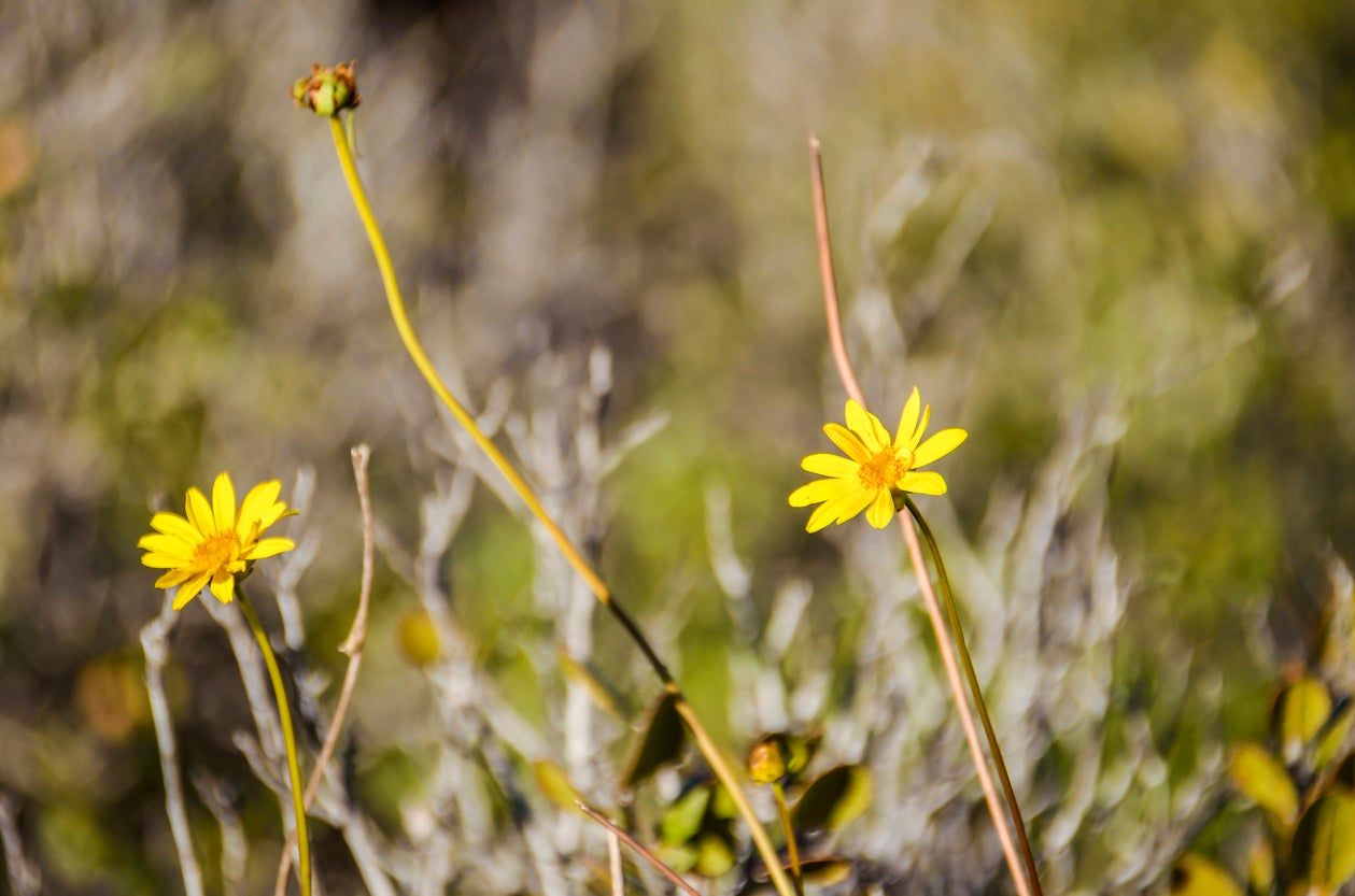 Tiny Hairy Desert Sunflowers