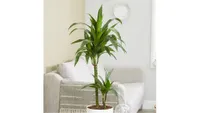 Best Indoor Plants - Best Air Purifying Indoor Plants - Dracaena fragrans 'Janet Craig' Crocus