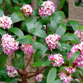 plant with green leaves and pink flowers