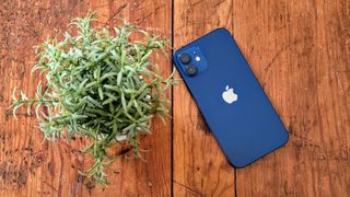 iPhone 12 on a trunk with a plant