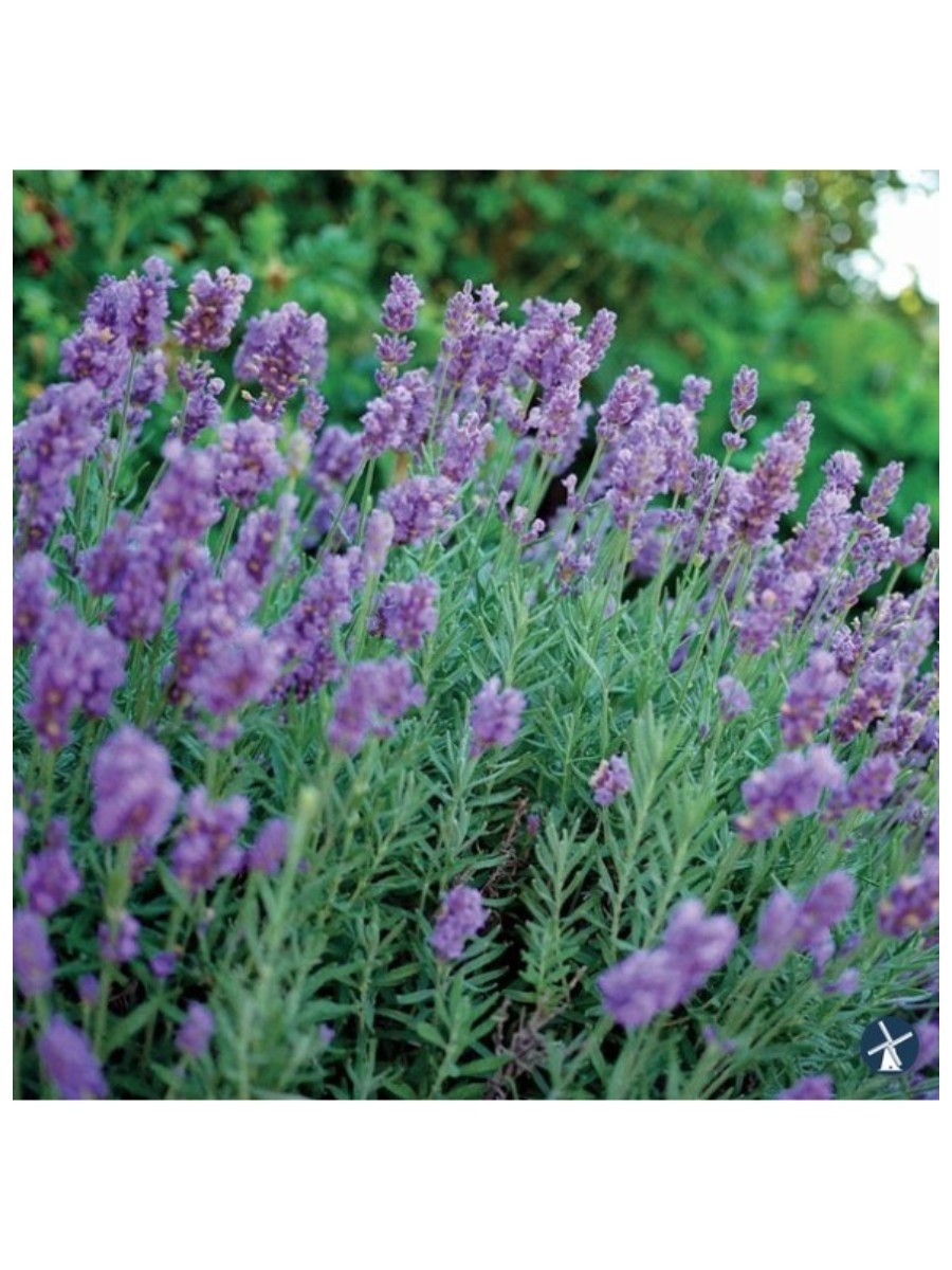 Wayside Gardens, Lavandula Phenomenal