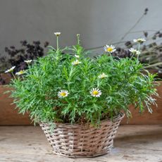 Chamomile growing in a basket