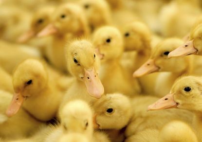 Bird flu detected on farms in Britain, the Netherlands