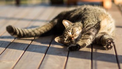Cat spread out in the sun on decking